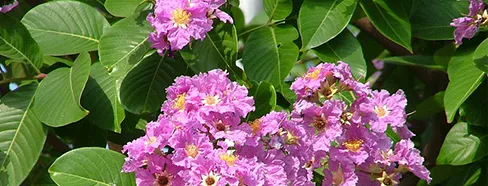 glucoswitch ingredients