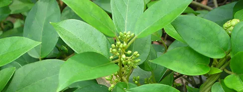 glucoswitch ingredients